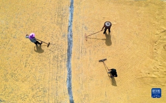 9月16日，湖南省郴州市桂陽縣流峰鎮(zhèn)農民在晾曬稻谷（無人機照片）。