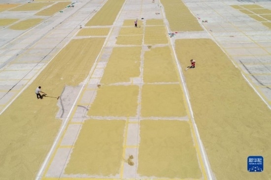 9月16日，村民在貴州省黔東南苗族侗族自治州丹寨縣金泉街道晾曬稻谷（無人機照片）。