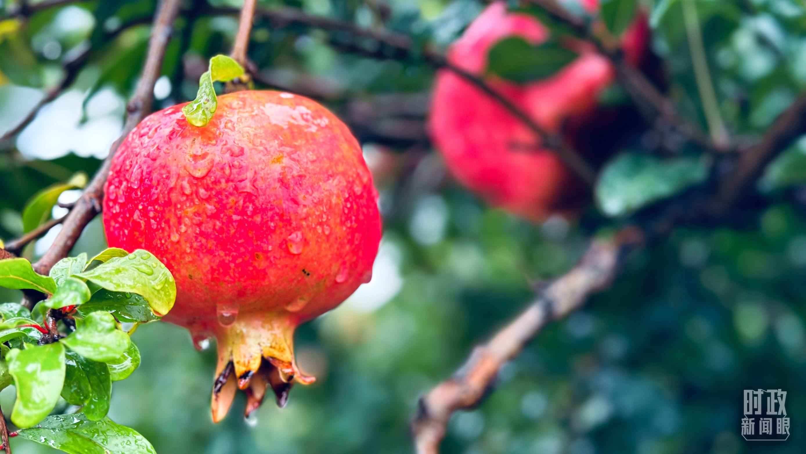 △一場(chǎng)秋雨過(guò)后，石榴更顯晶瑩。（總臺(tái)央視記者李輝、范一鳴拍攝）