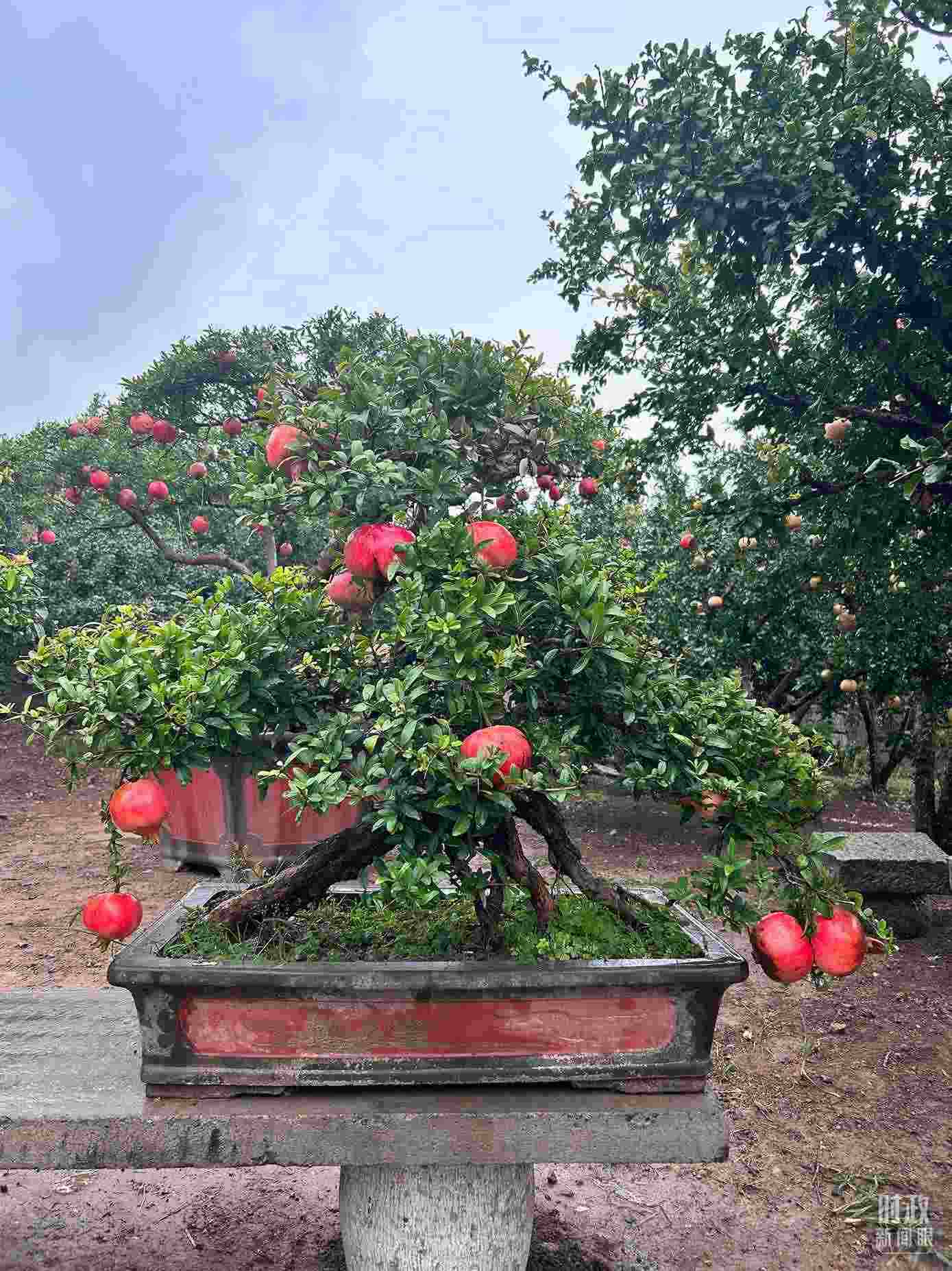 △冠世榴園內(nèi)的石榴盆栽。（總臺(tái)央視記者黎兵拍攝）