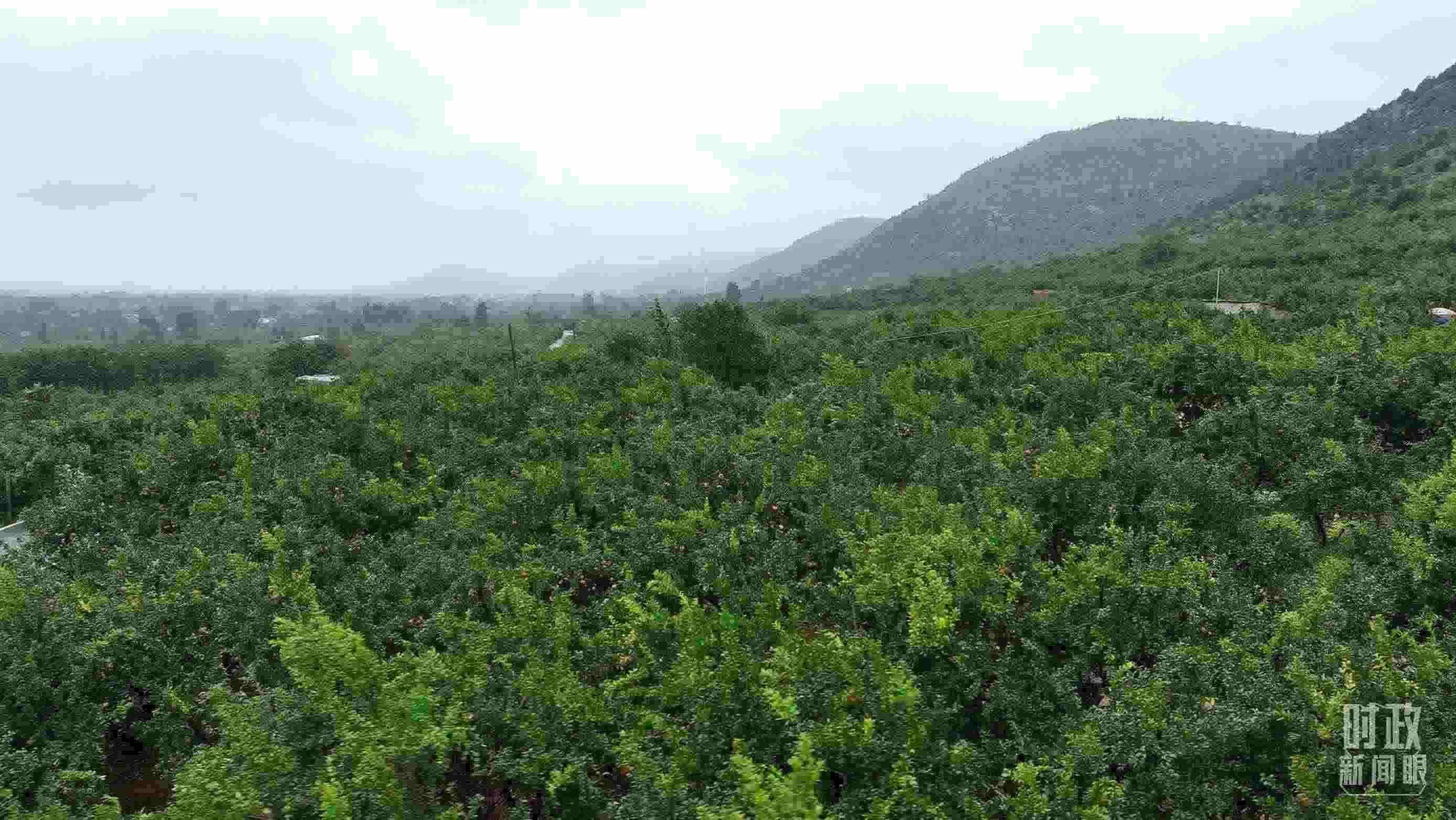 △山東棗莊冠世榴園。（總臺(tái)記者韓森、張鵬拍攝）