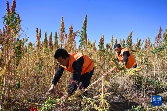 9月28日，農(nóng)民參加內(nèi)蒙古武川縣首屆藜麥開鐮節(jié)割藜麥比賽。