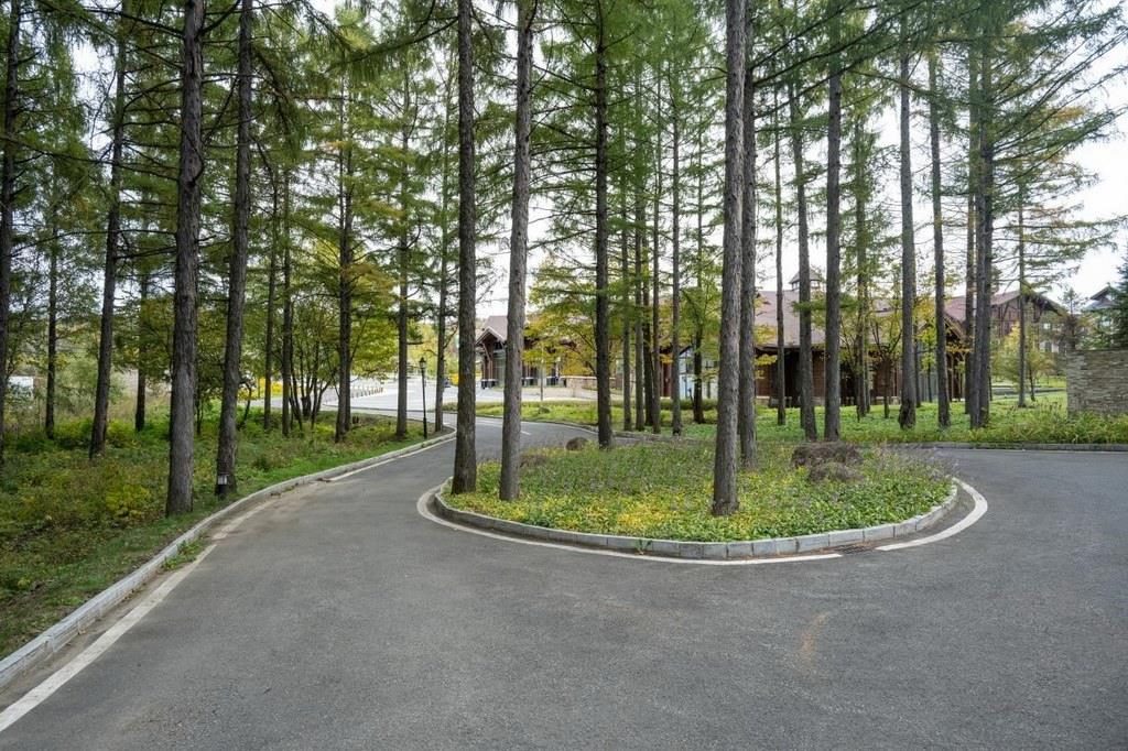 園區(qū)里“路讓樹”成為行為準(zhǔn)則。王哲攝