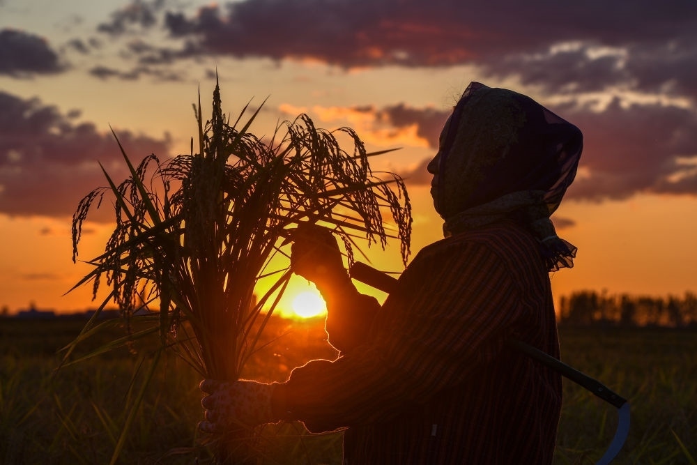 農(nóng)民在吉林省吉林市永吉縣萬(wàn)昌鎮(zhèn)花家村收割水稻（2023年9月12日攝）。新華社記者 張楠 攝