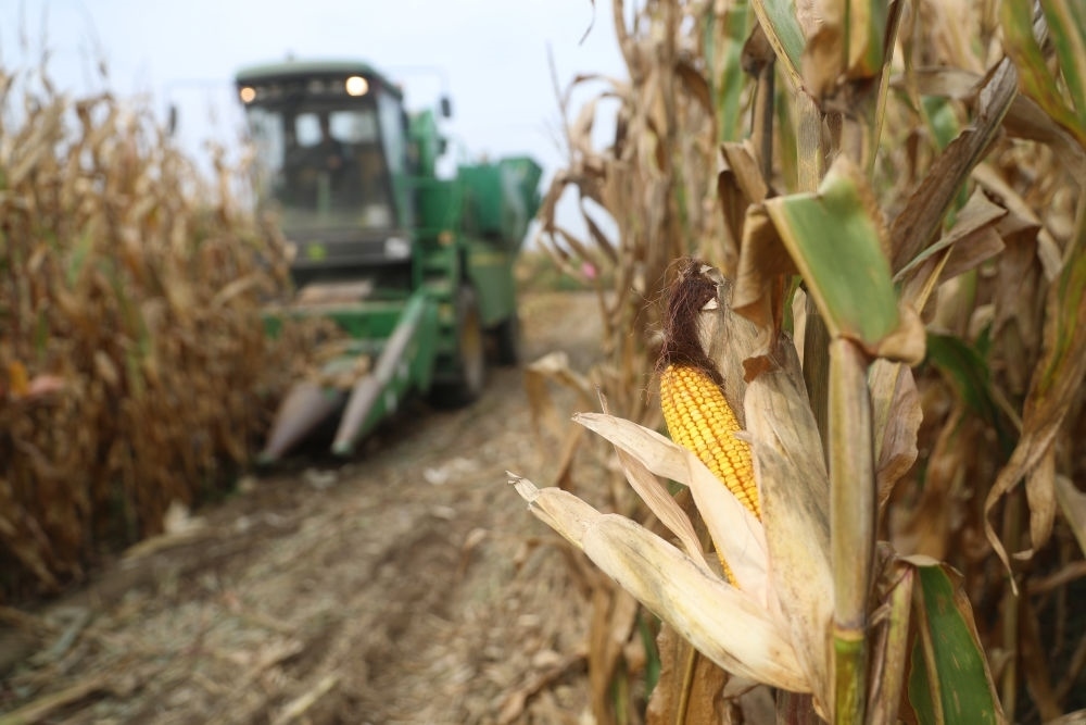 在遼寧省鐵嶺縣蔡牛鎮(zhèn)玉米田里，農(nóng)民駕駛農(nóng)機(jī)收割玉米（2023年9月26日攝）。新華社記者 楊青 攝