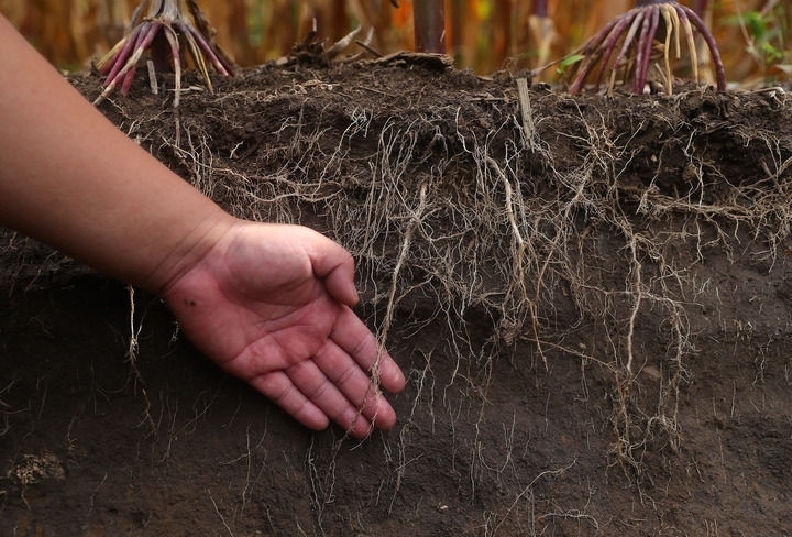 在遼寧省鐵嶺縣蔡牛鎮(zhèn)，張莊玉米合作社的農(nóng)民向外地農(nóng)民介紹黑土地保護(hù)和玉米秸稈還田情況（2023年9月26日攝）。新華社記者 楊青 攝