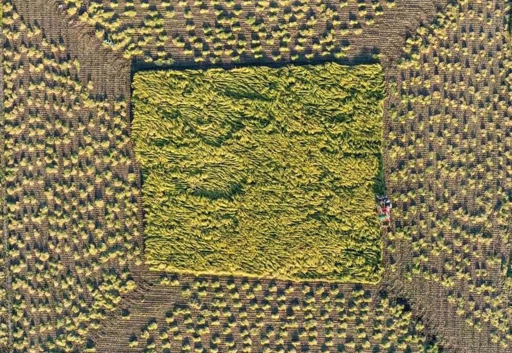 在吉林省舒蘭市平安鎮(zhèn)金星村，農(nóng)民駕駛農(nóng)機(jī)收割水稻（2023年9月21日攝，無(wú)人機(jī)照片）。新華社記者 張楠 攝