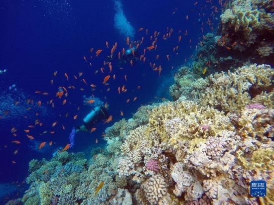  10月2日，人們?cè)诎＜拔髂伟雿u達(dá)哈布藍(lán)洞內(nèi)的珊瑚旁深潛。新華社記者 隋先凱 攝