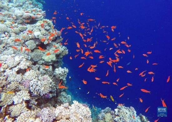  這是10月2日在埃及西奈半島達(dá)哈布藍(lán)洞內(nèi)拍攝的珊瑚和魚類。新華社記者 隋先凱 攝