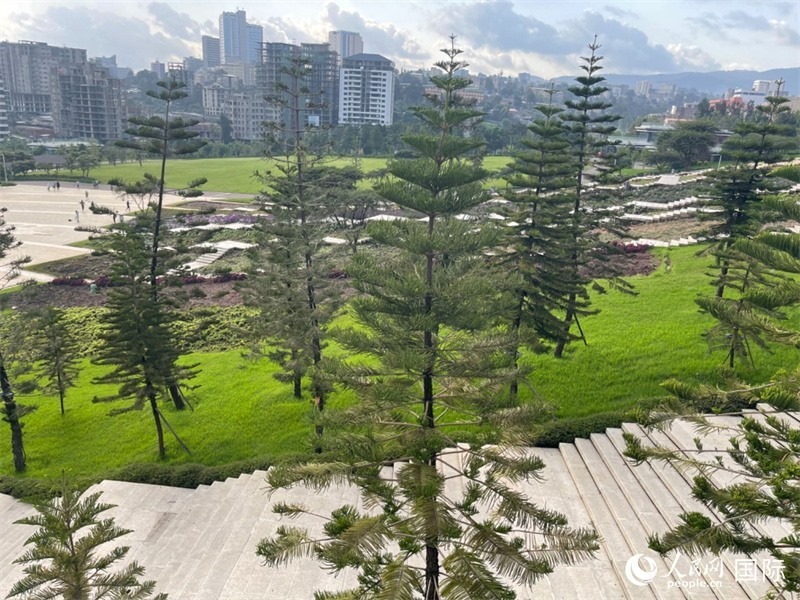 亞的斯亞貝巴友誼廣場的南洋杉。人民網(wǎng)記者 趙艷紅攝