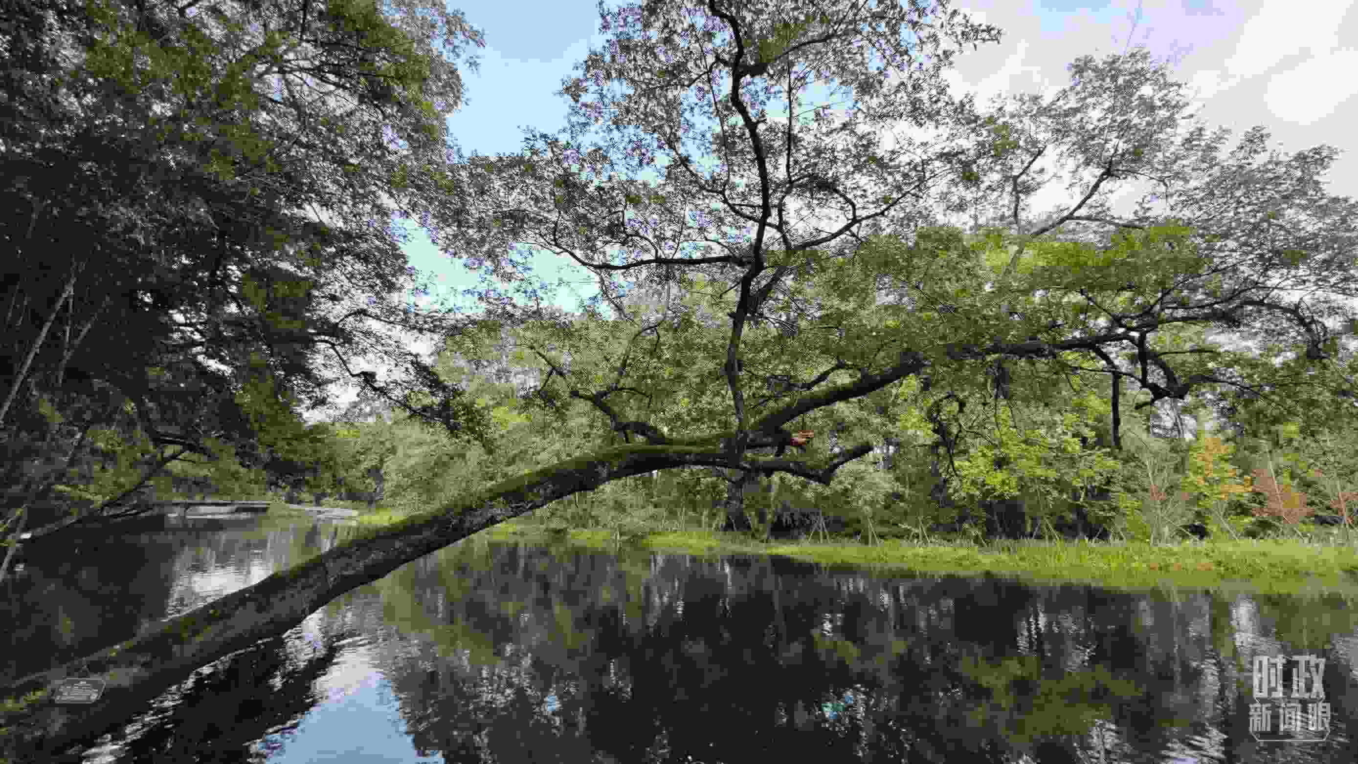 △饒河源國家濕地公園。（總臺(tái)央視記者郁振一拍攝）