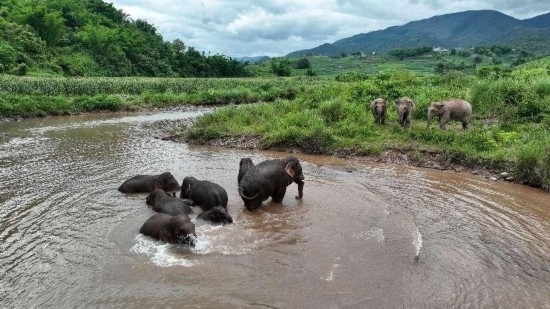 野生亞洲象組團(tuán)泡澡降溫解暑。何有剛攝