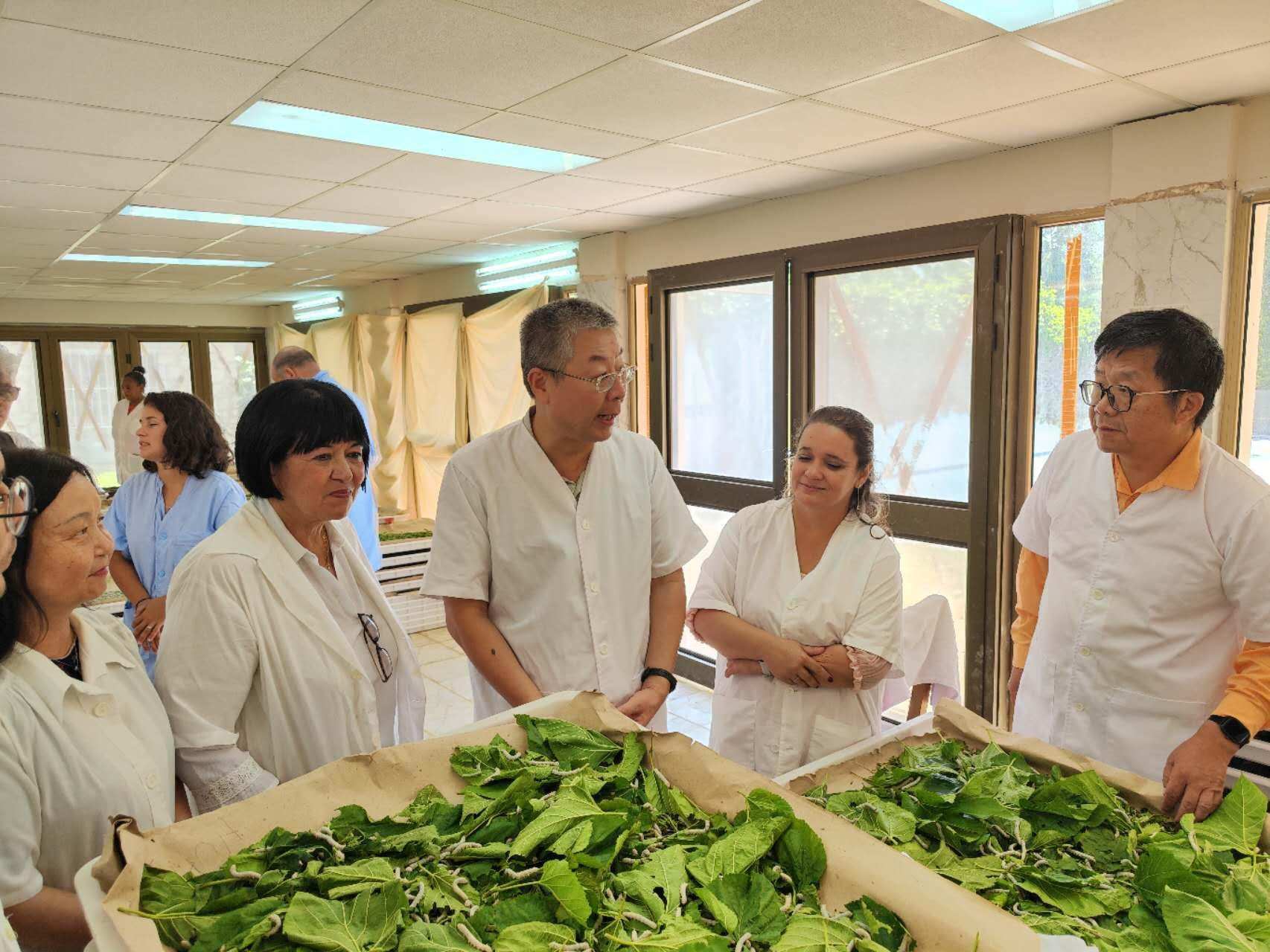 2023年5月23日，中國駐古巴大使馬輝考察古中蠶桑科技合作中心。來源：中國駐古巴大使館官網(wǎng)