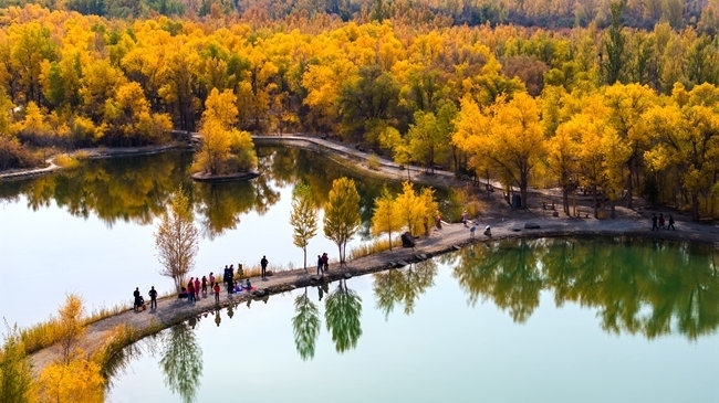 胡楊林金碧耀眼。蘭州局集團公司融媒體中心供圖