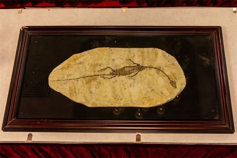 潛龍化石。國家文物局供圖