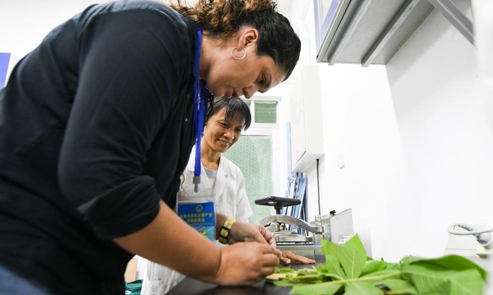 9月17日，來(lái)自哥倫比亞的研修班學(xué)員埃文·奧拉亞（左）在中國(guó)專家的指導(dǎo)下學(xué)習(xí)實(shí)操木薯組培快速繁育技術(shù)。