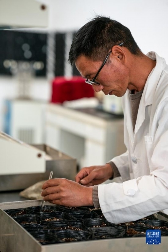 技術(shù)員田連通在實(shí)驗(yàn)室播種太空種子（4月3日攝）。