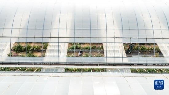 云南省安寧市現(xiàn)代農(nóng)業(yè)園區(qū)玫瑰種植示范園一景（無(wú)人機(jī)照片，10月20日攝）。