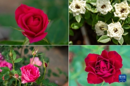 這是云南省安寧市現(xiàn)代農(nóng)業(yè)園區(qū)玫瑰種植示范園里玫瑰新品種的拼版照片。