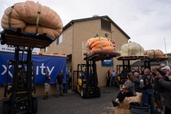  10月9日，在美國加利福尼亞州圣馬特奧縣半月灣舉行的南瓜稱重大賽現(xiàn)場，人們圍觀參賽的南瓜。新華社發(fā)（李建國攝）