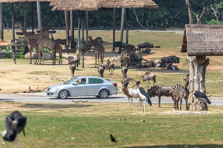 長隆野生動物世界園區(qū)內(nèi)，各類動物生活在一起。鄧泳怡 攝