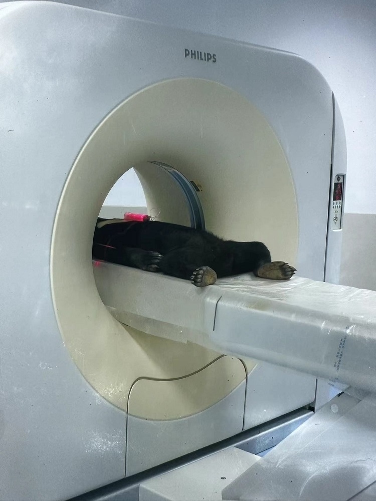 長隆野生動物世界的動物醫(yī)院內(nèi)，馬來熊在做核磁共振檢查。人民網(wǎng)記者 李舫攝