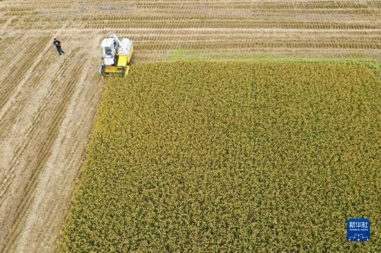11月4日，在南通市通州區(qū)十總鎮(zhèn)育民村農(nóng)場(chǎng)，一臺(tái)設(shè)置好參數(shù)的無(wú)人收割機(jī)在工作中（無(wú)人機(jī)照片）。