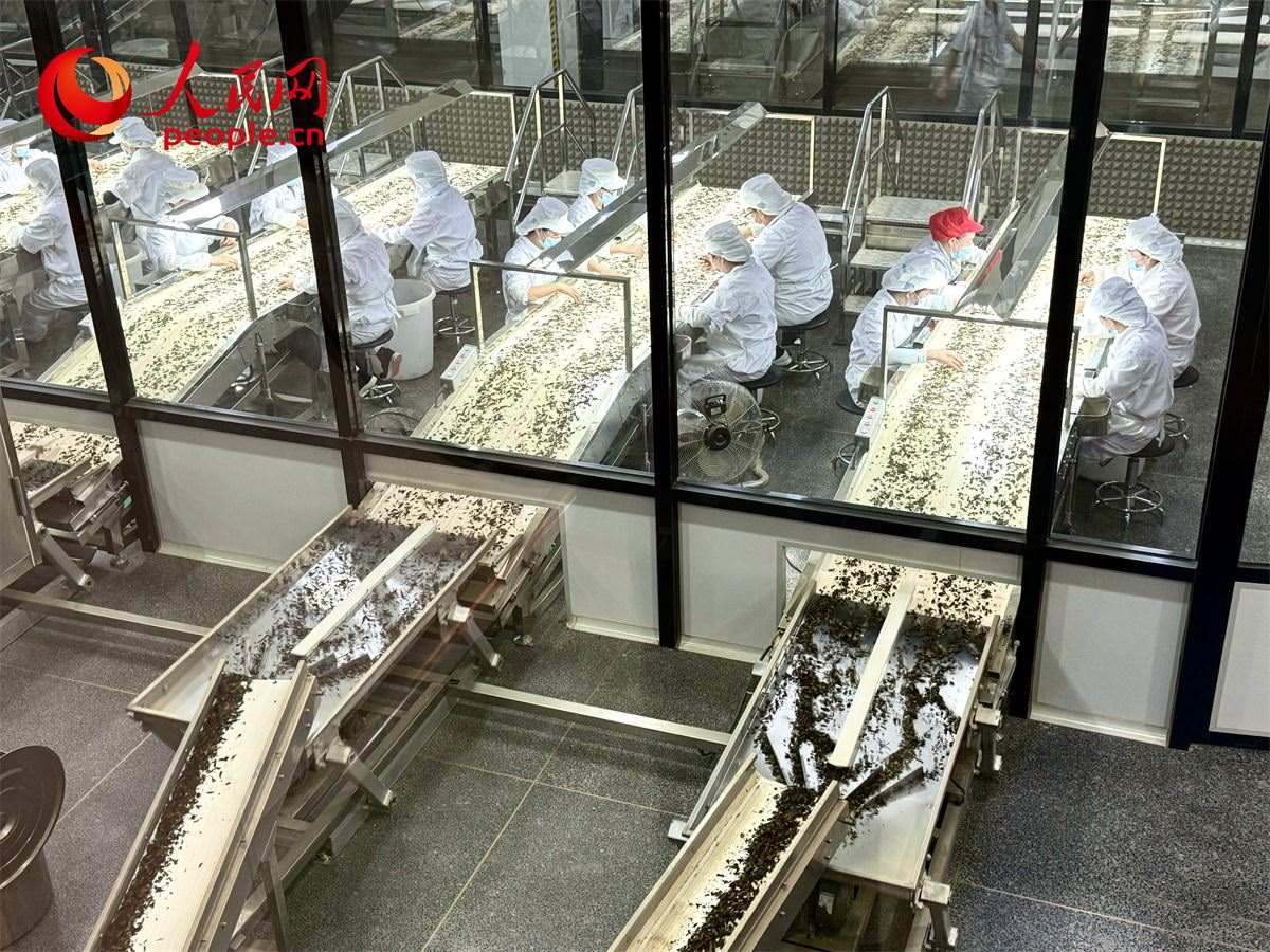 工人在對茶葉進行目視揀剔。人民網(wǎng)記者 劉微攝