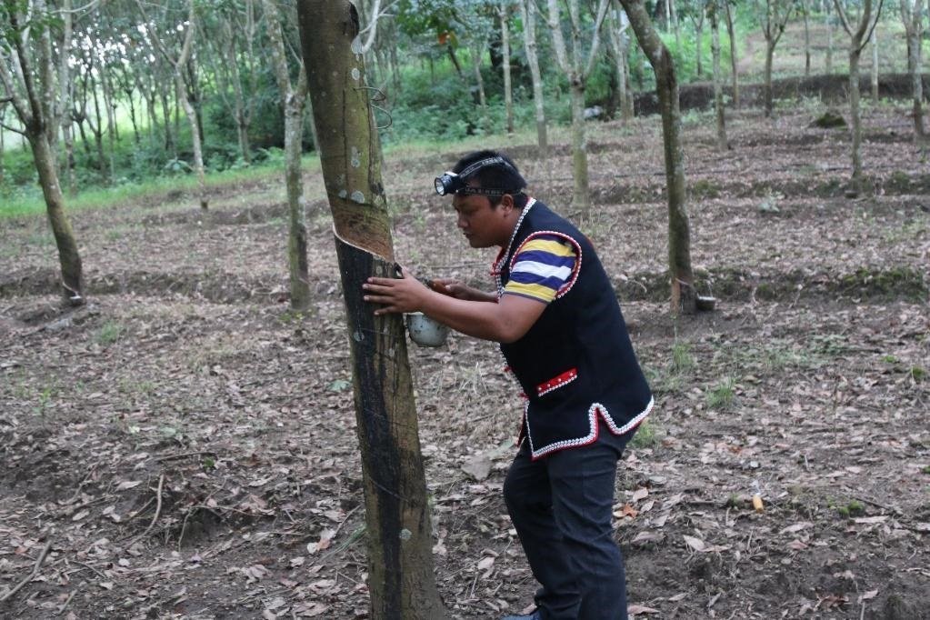2017年10月，云南省永德縣團(tuán)樹村佤族膠農(nóng)蔣文富在割膠