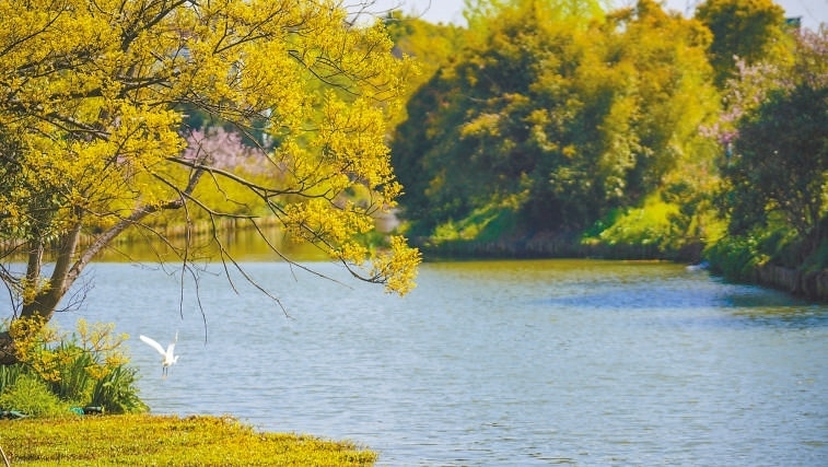  碧波蕩漾 浙江嘉興市海鹽縣望海街道永福社區(qū)荷花池，一汪碧水波光粼粼，風(fēng)光旖旎。當(dāng)?shù)厥冀K堅持綠色發(fā)展，促進(jìn)人與自然和諧共生。 肖弗勒模具（嘉興）有限公司德國籍經(jīng)理 湯姆·魯特納攝 “當(dāng)?shù)卮迕窀嬖V我，如今環(huán)境變好了，茶余飯后，大家都會到河邊散散步，欣賞美景，和鄰居聊聊天。我想，好生態(tài)是大自然的饋贈，更是長三角地區(qū)大力治理生態(tài)環(huán)境的結(jié)果。希望美麗中國的綠色發(fā)展之路越走越好?！? /></p> <p style=