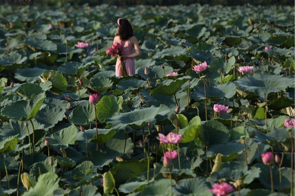 這是2020年7月15日，一名女子在越南首都河內西湖畔的荷花叢中留影。