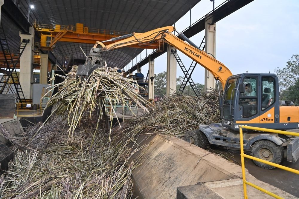 12月14日，在廣西來賓東糖鳳凰有限公司，員工操作機(jī)械將甘蔗投入傳送帶，準(zhǔn)備送往壓榨車間。
