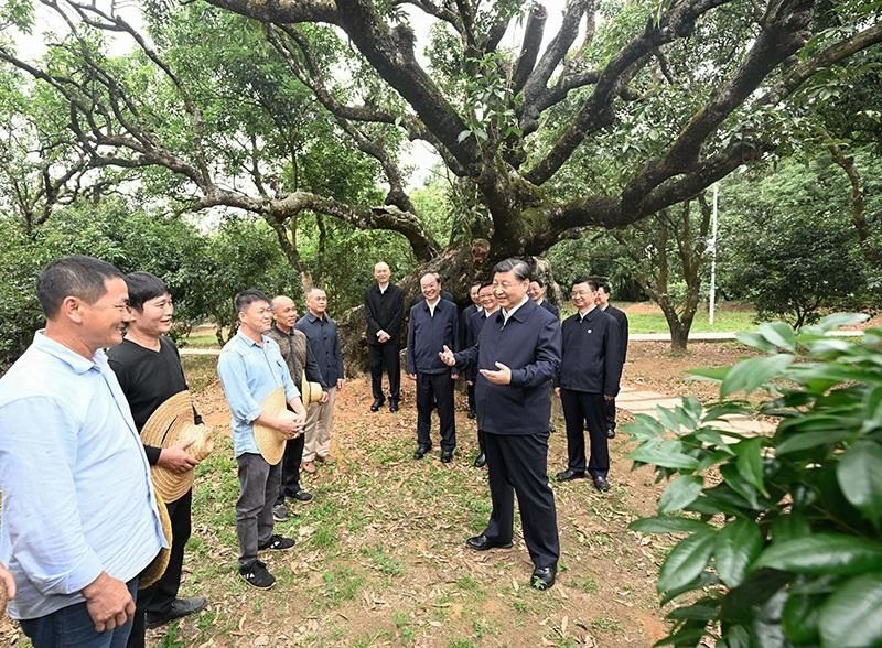 2023年4月11日，習(xí)近平總書記在廣東茂名柏橋村荔枝種植園，同現(xiàn)場(chǎng)技術(shù)人員親切交流。