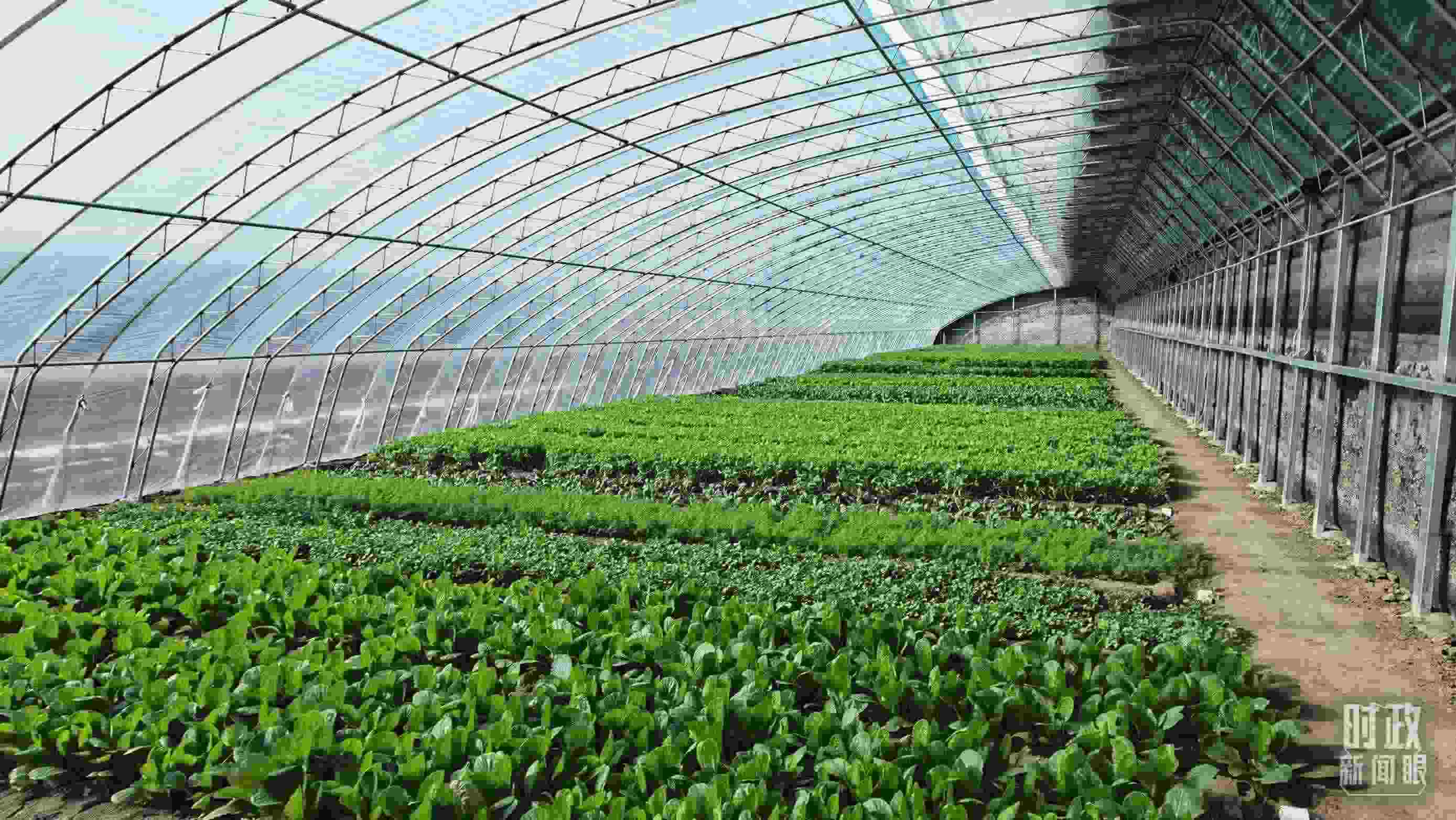 △第六埠村蔬菜大棚。（總臺(tái)央視記者郭鴻拍攝）