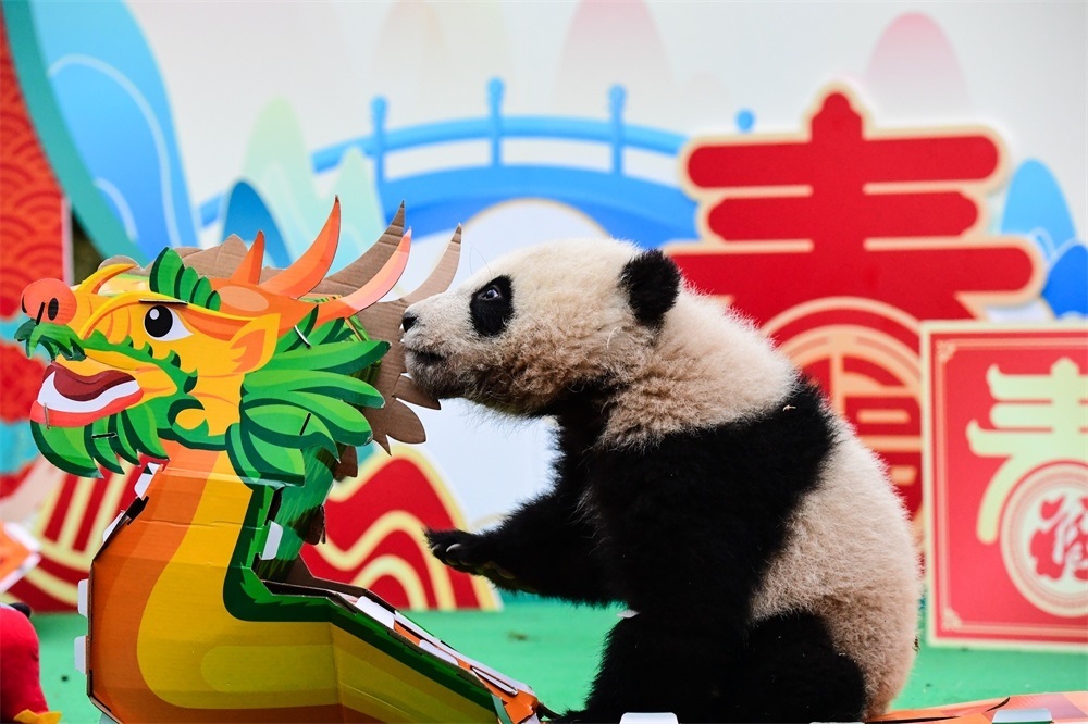 熊貓寶寶賀新春