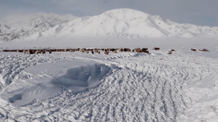 蒙古國近日發(fā)生雪災(zāi)。圖片來源：蒙政府網(wǎng)站