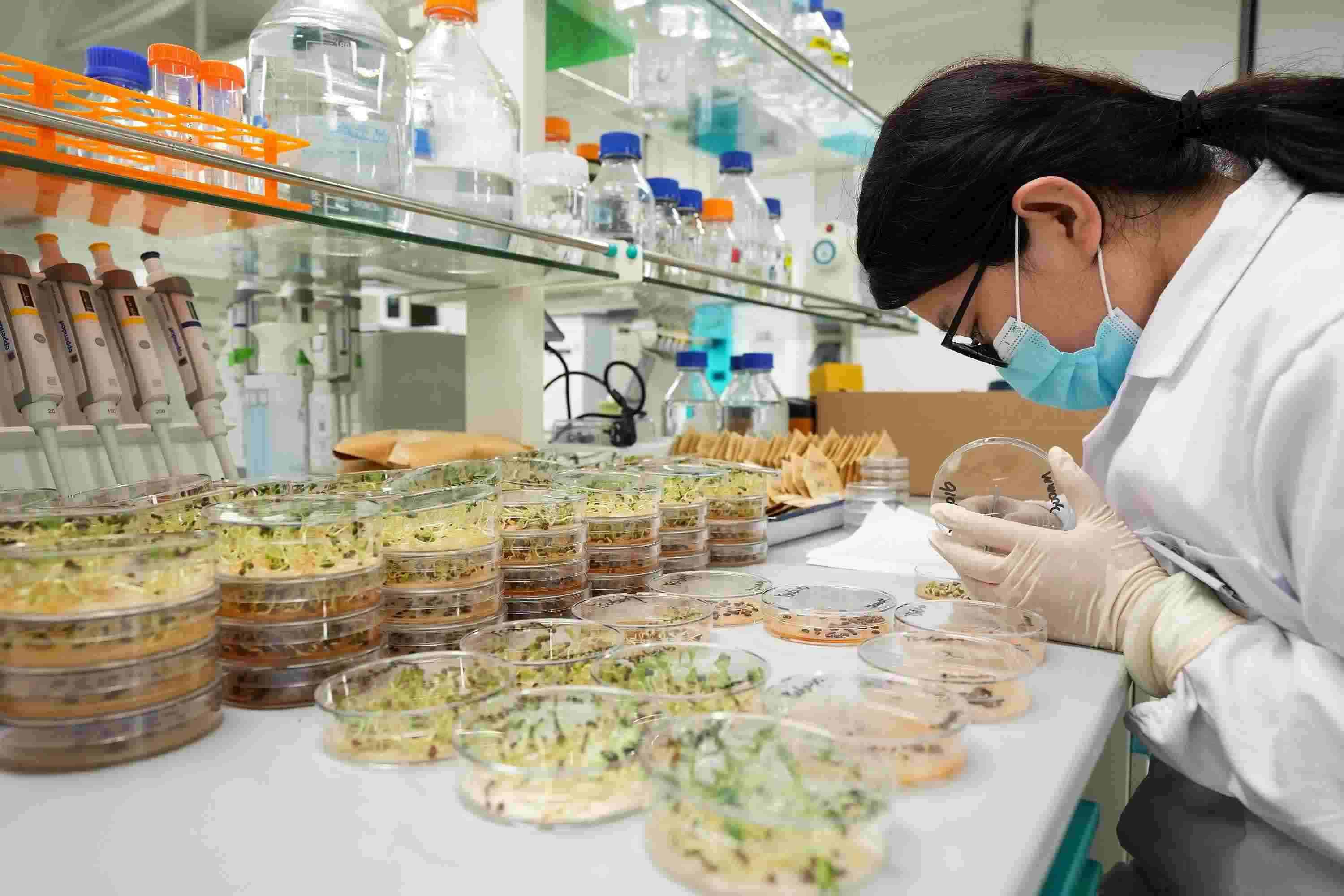 △ 海南三亞崖州灣科技城的崖州灣種子實(shí)驗(yàn)室，科研人員正在觀(guān)察種子樣本。