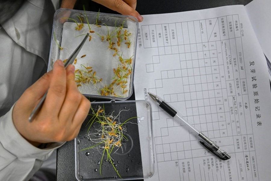 2022年3月23日，在湖南省農(nóng)作物種質(zhì)資源庫實驗室，檢測員對保存的水稻種子進行發(fā)芽試驗檢測。