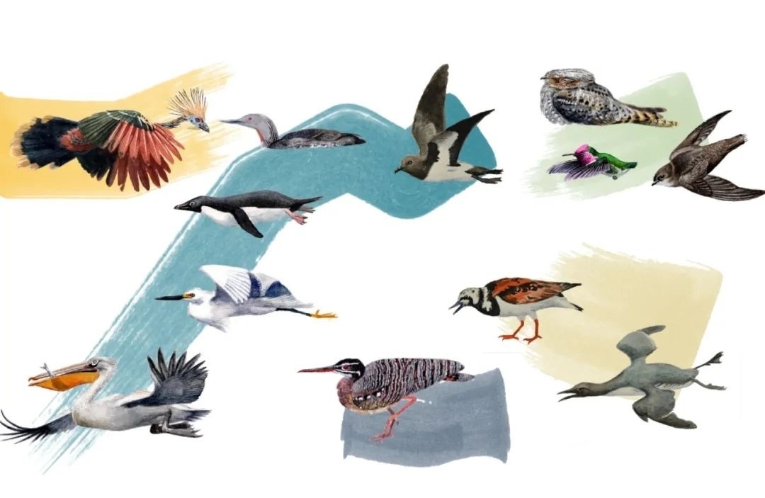 元素鳥類。浙江大學供圖