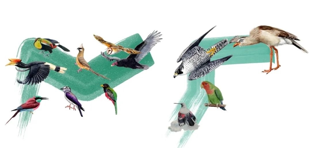 陸鳥類。浙江大學供圖