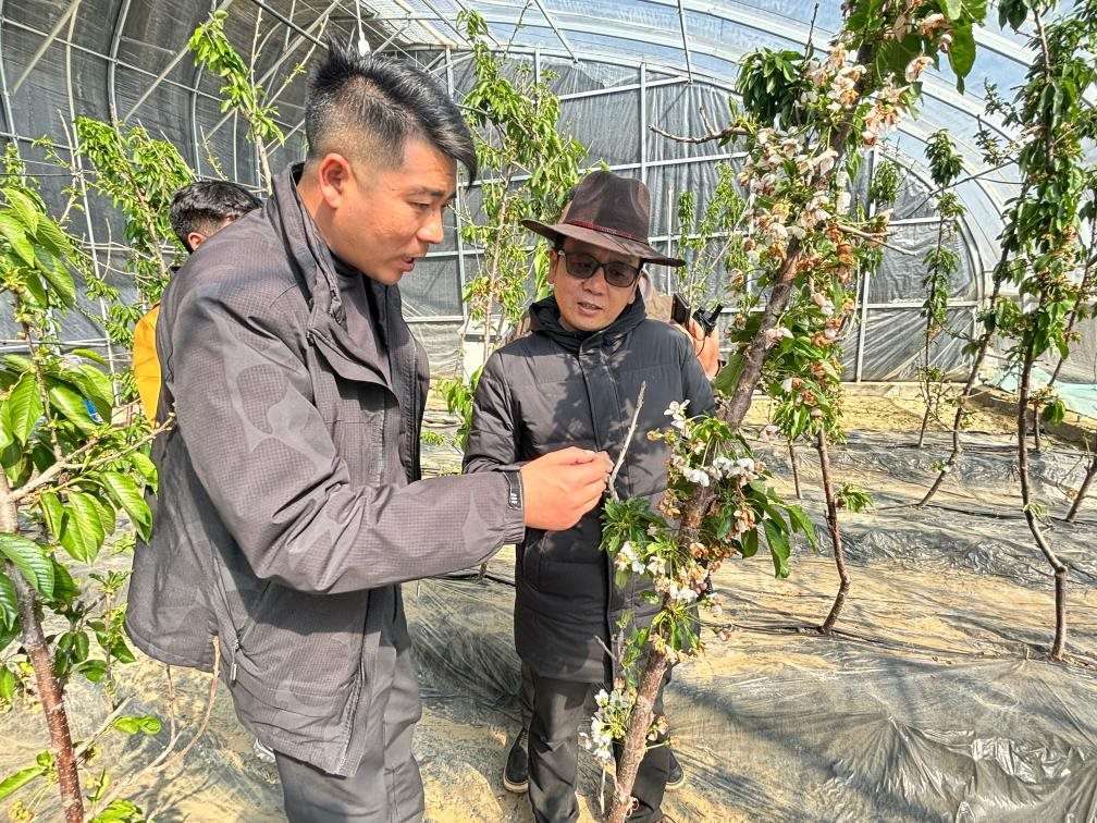 山東援藏小組及技術人員在大棚查看果蔬長勢。（受訪者供圖）