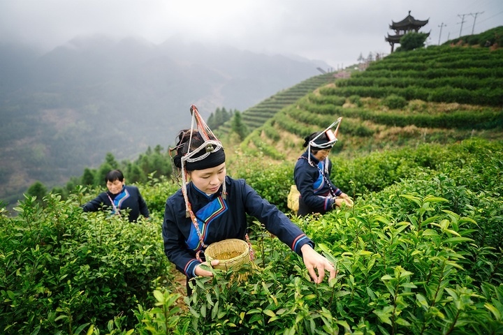 惠明茶采摘。供圖 共享聯(lián)盟·景寧