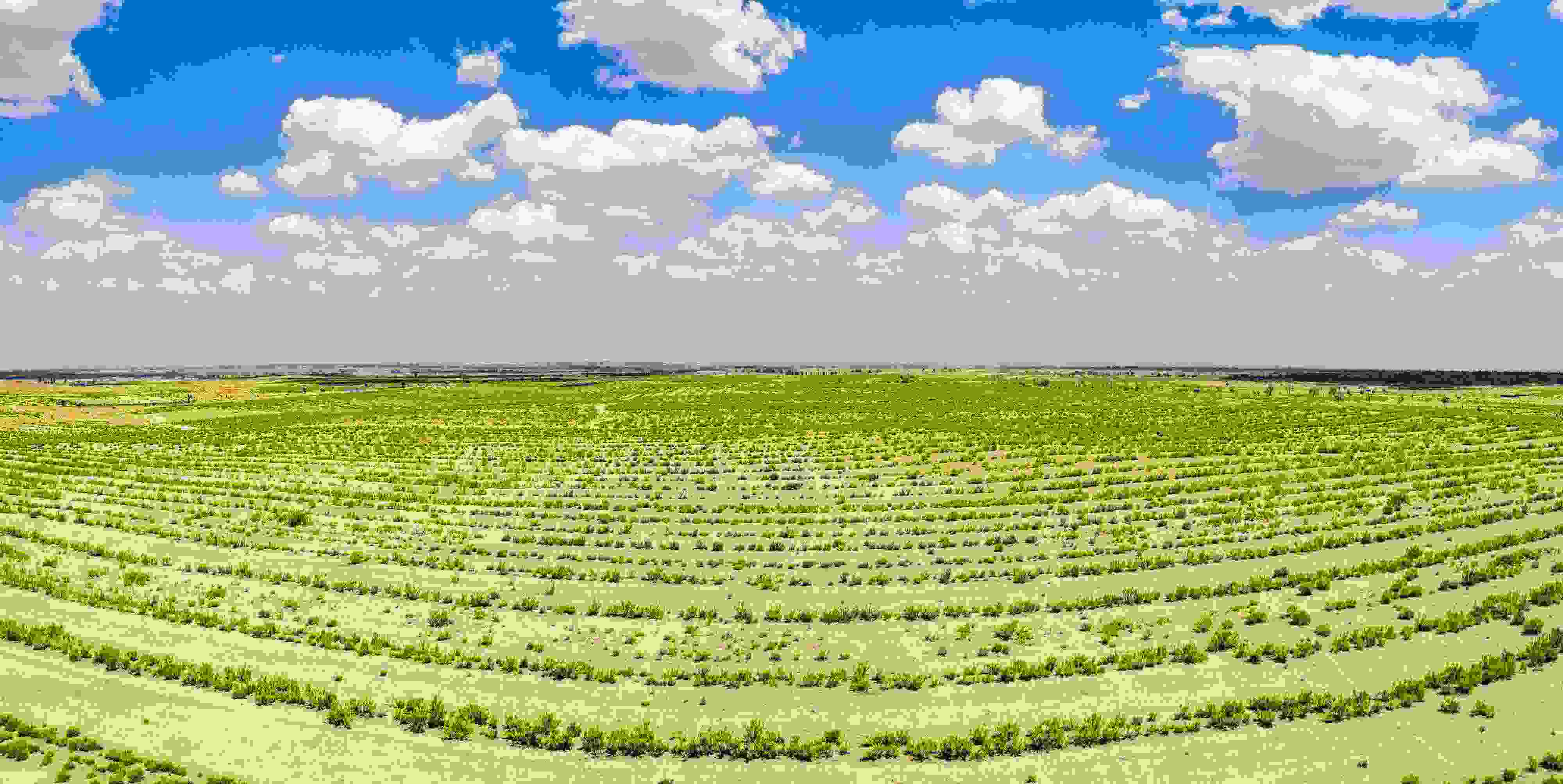 2023年6月7日，內(nèi)蒙古鄂爾多斯，毛烏素沙漠。