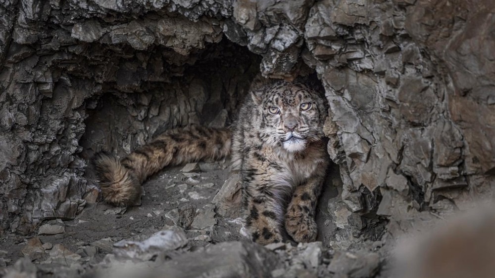 “高原精靈”雪豹。尼瑪多吉攝