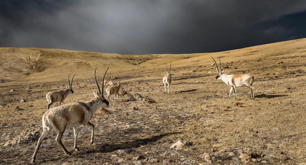 “高原精靈”藏羚羊。尼瑪多吉攝
