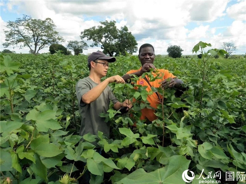 首小勇指導(dǎo)當(dāng)?shù)剞r(nóng)民種植棉花。人民網(wǎng)記者 黃培昭攝