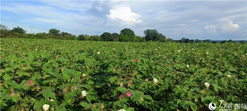 中國技術(shù)培養(yǎng)的當(dāng)?shù)孛藁ㄌ?。人民網(wǎng)記者 黃培昭攝