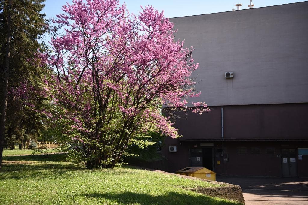 斯梅戴雷沃鋼廠里盛開的南歐紫荊花。