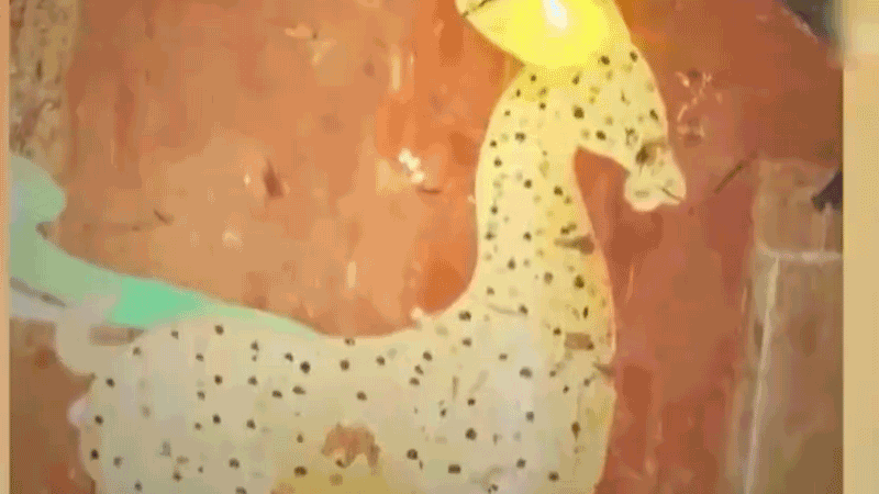 在全新技術(shù)支持下，敦煌莫高窟實(shí)現(xiàn)了窟內(nèi)文物窟外看的新體驗(yàn)。