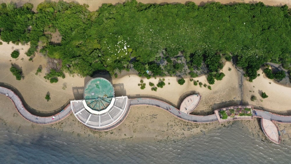 俯瞰廣東湛江市區(qū)海邊的紅樹林（2023年5月25日攝，無人機(jī)照片）。